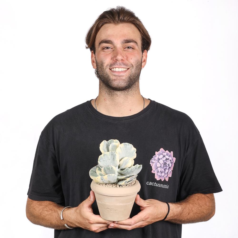 Cotyledon undulata f. variegata Ø 14 cm
