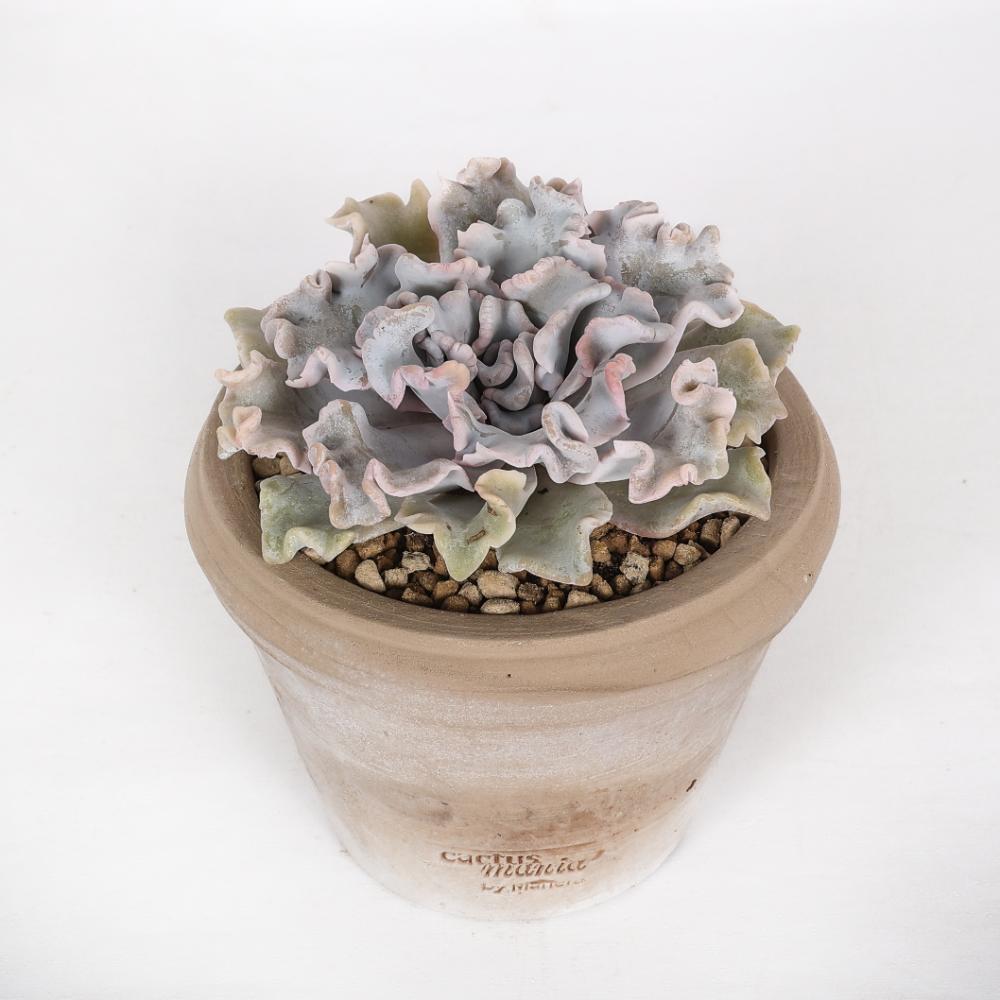 Echeveria 'Crispate beauty' Ø 14 cm