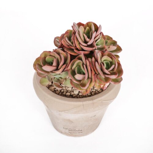 Echeveria Suyon Ø 14 cm