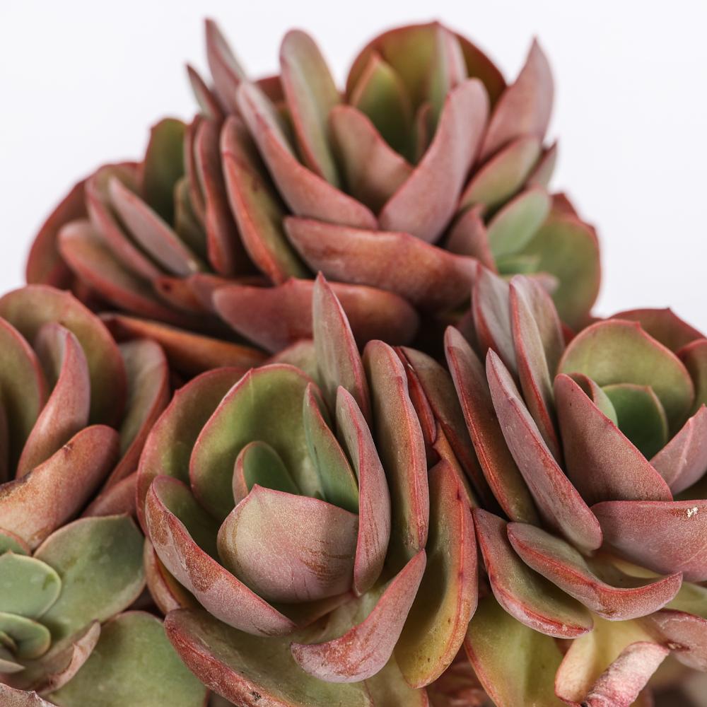 Echeveria Suyon Ø 14 cm