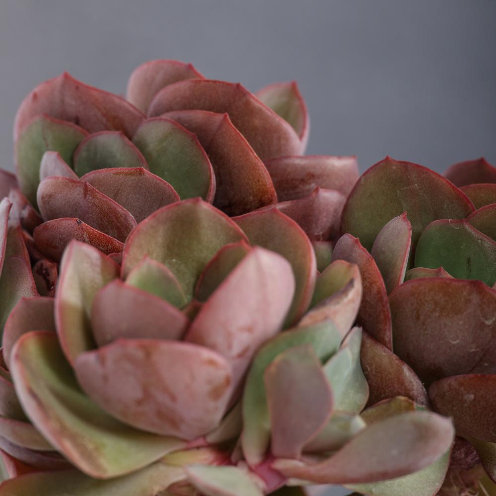 Echeveria Suyon Ø 14 cm