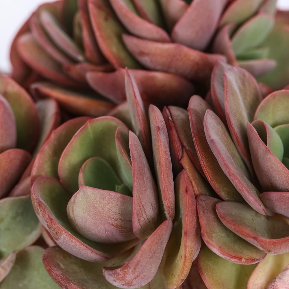 Echeveria Suyon Ø 14 cm