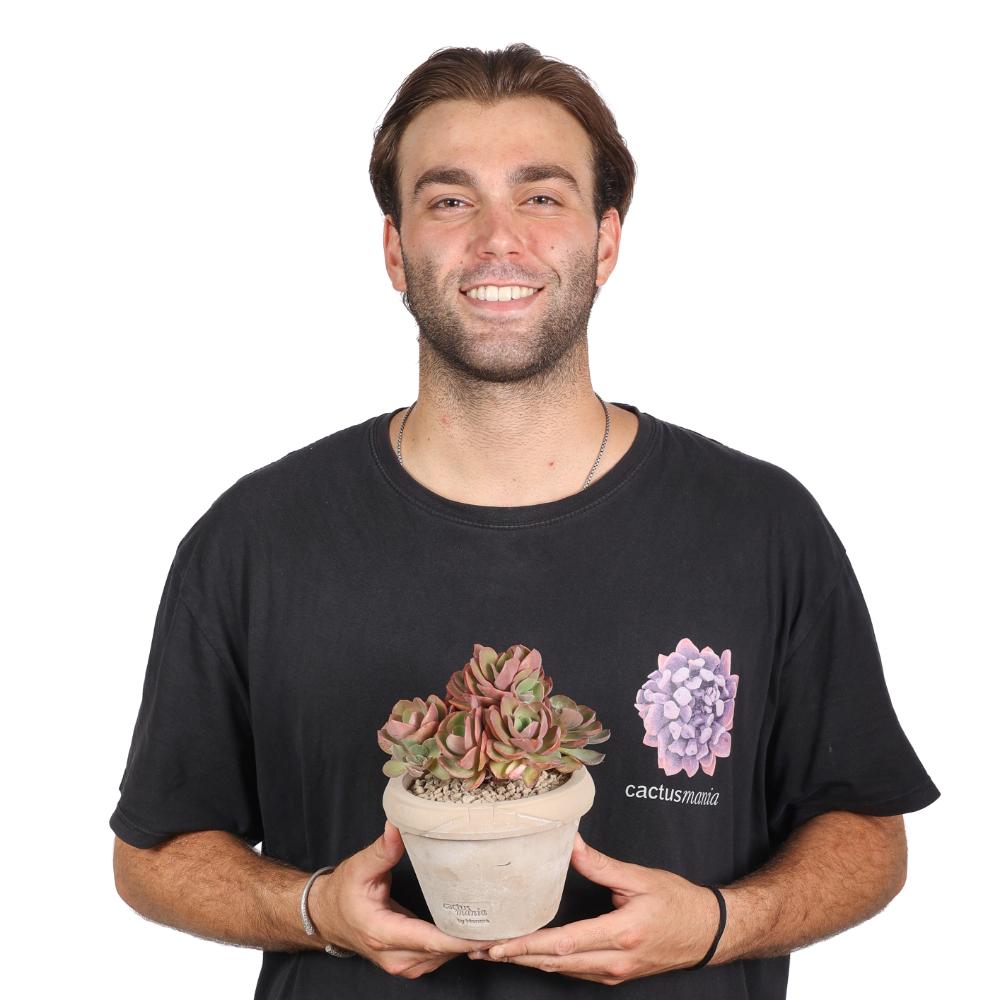Echeveria Suyon Ø 14 cm