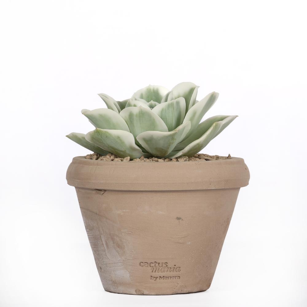 Echeveria Lemon Lime f. variegata Ø 14