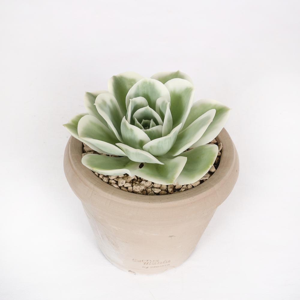 Echeveria Lemon Lime f. variegata Ø 14
