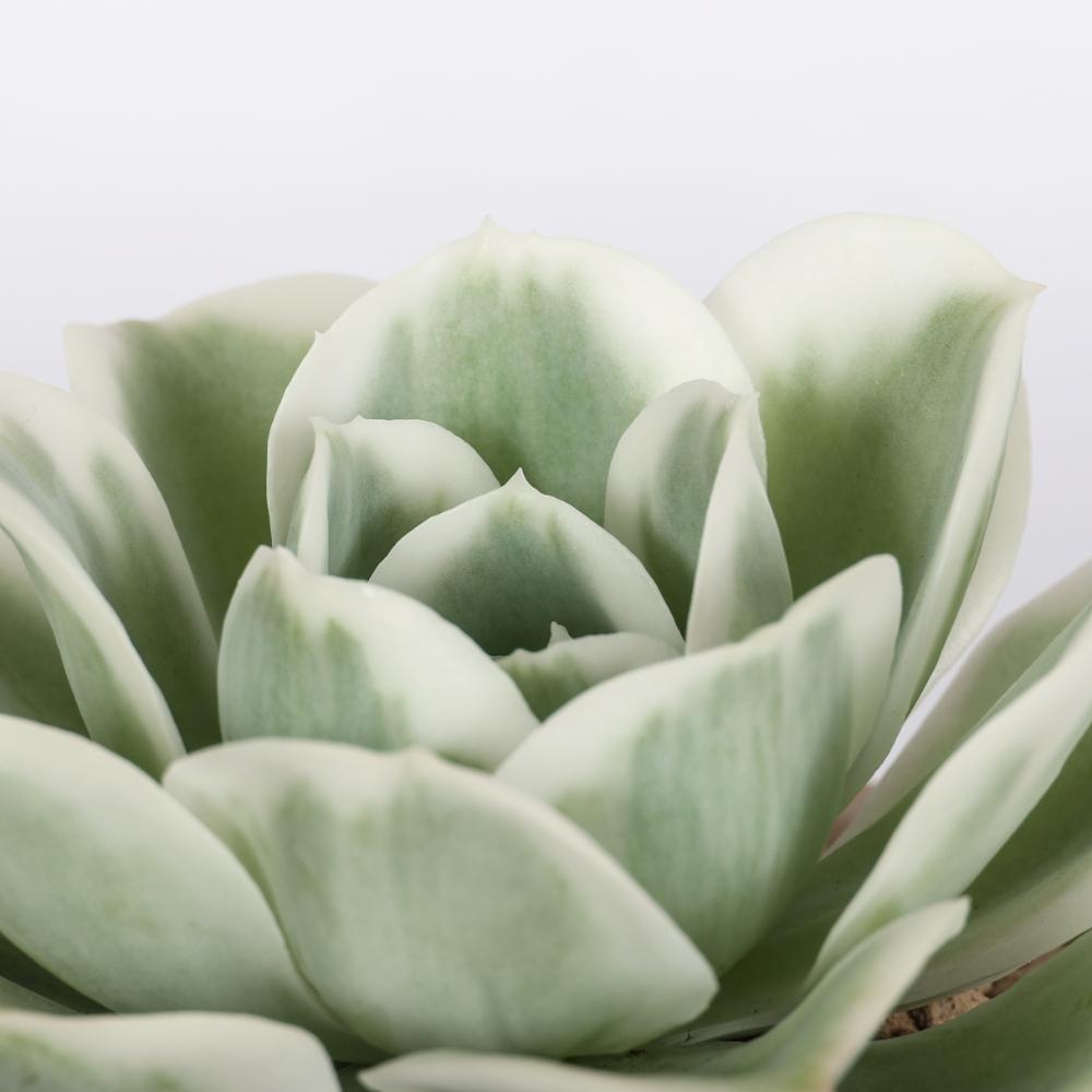 Echeveria Lemon Lime f. variegata Ø 14