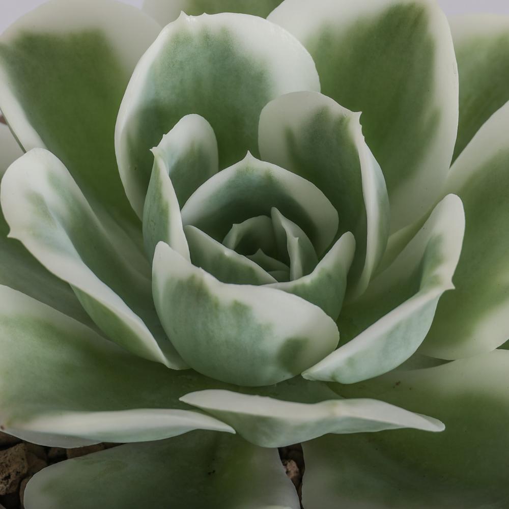 Echeveria Lemon Lime f. variegata Ø 14