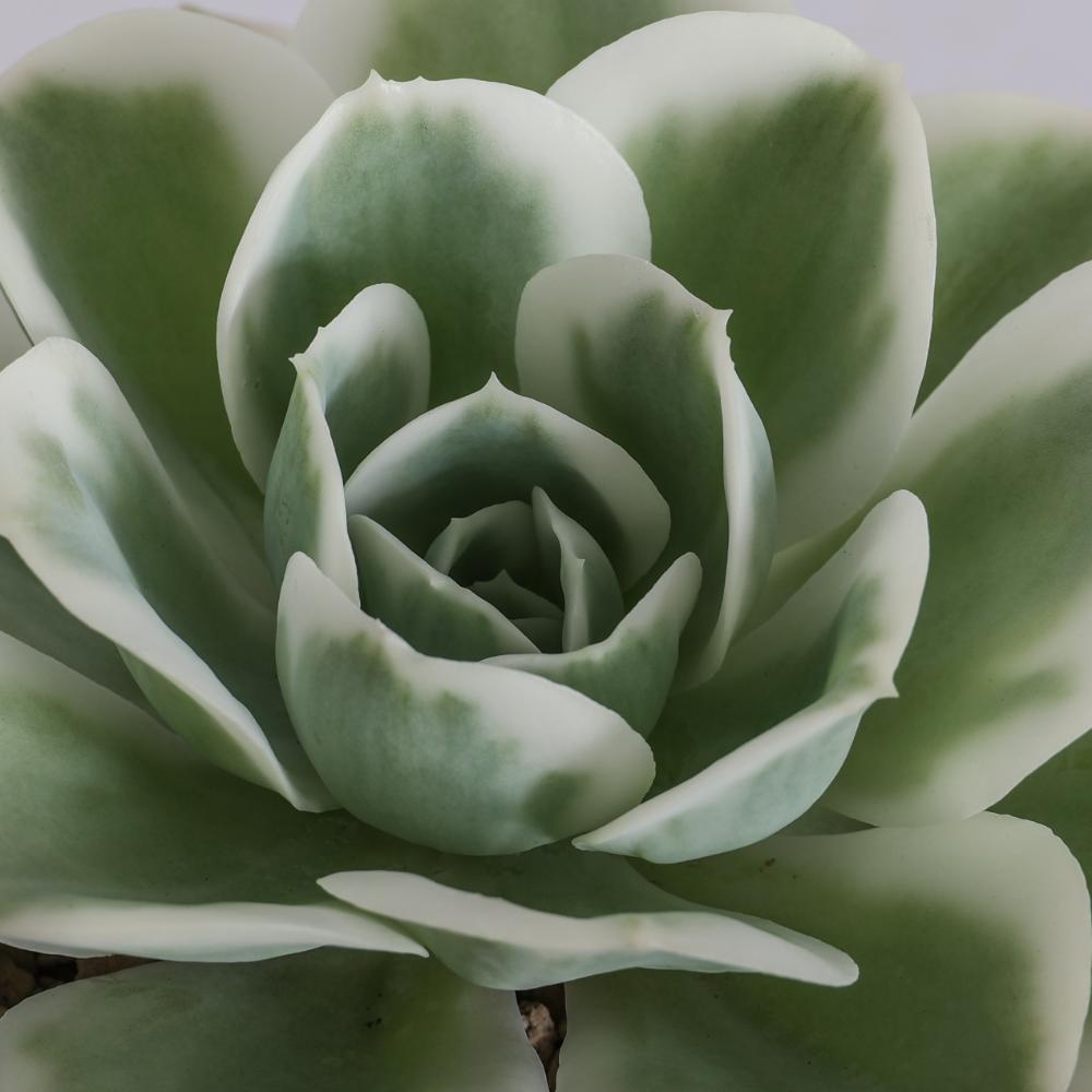 Echeveria Lemon Lime f. variegata Ø 14