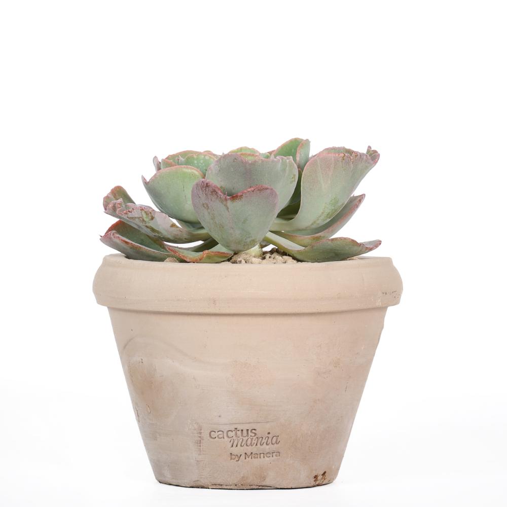 Echeveria 'Raindrops' Ø 14