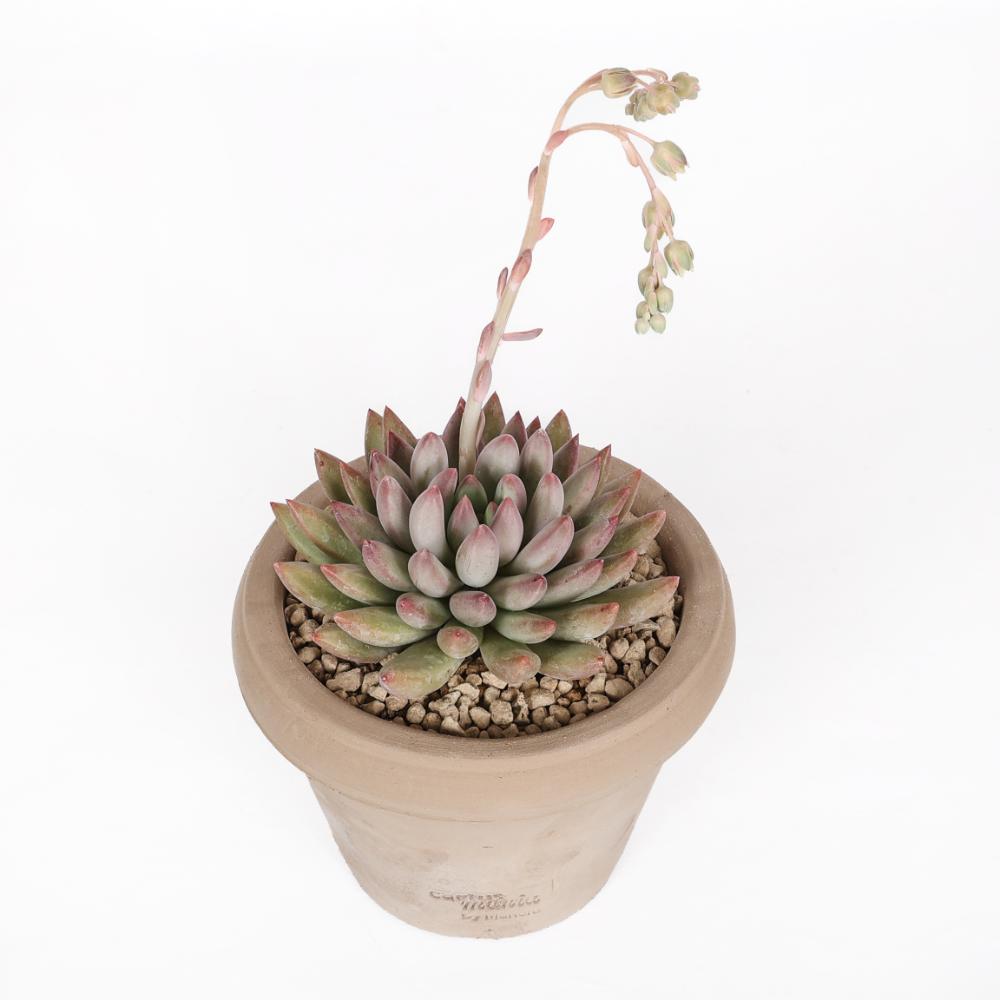 Echeveria Goldfinch Ø 14 cm