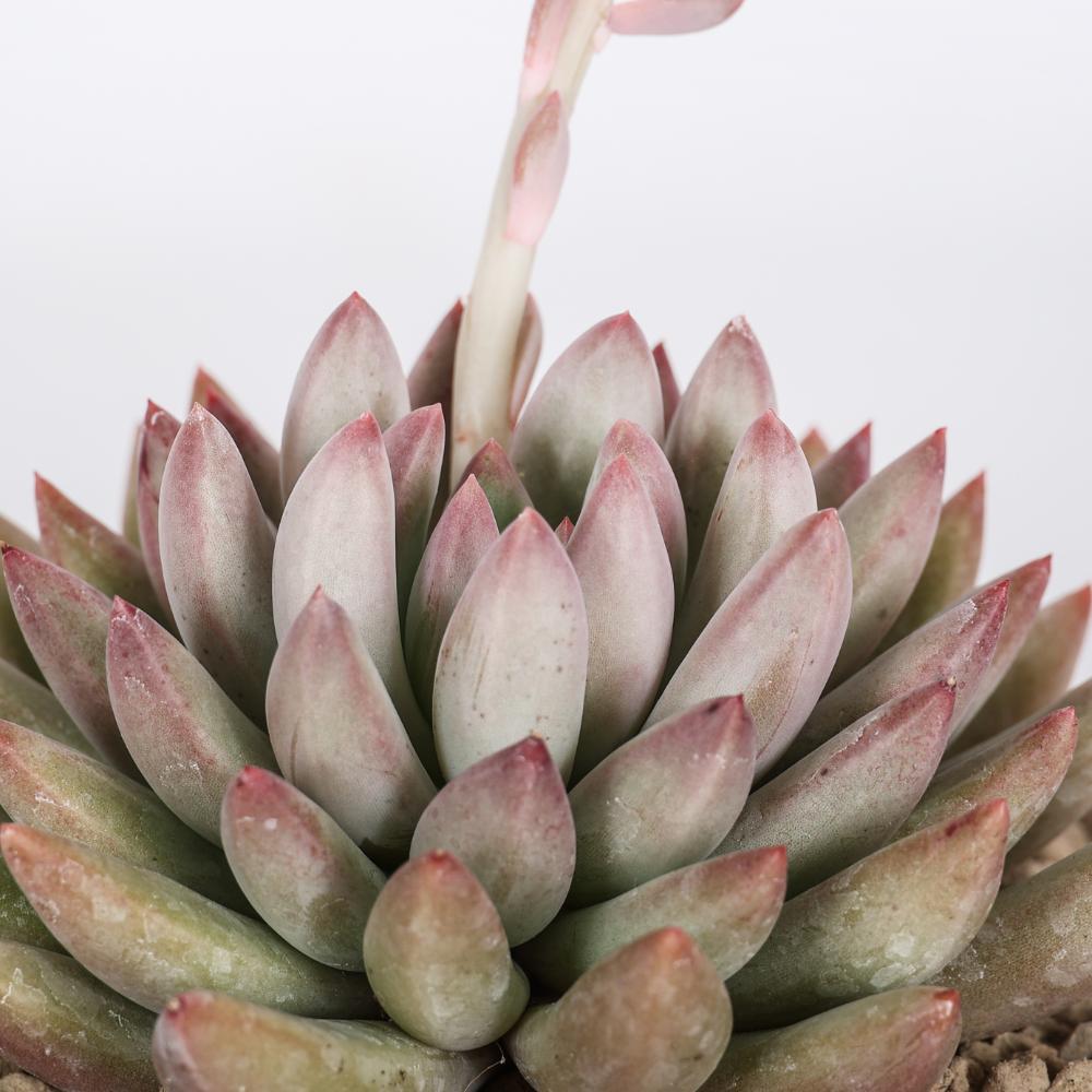 Echeveria Goldfinch Ø 14 cm