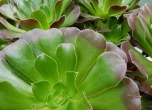 Senza spine Aeonium velour