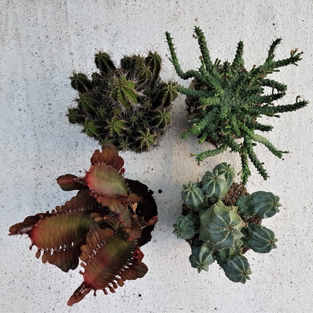 Euphorbiaceae