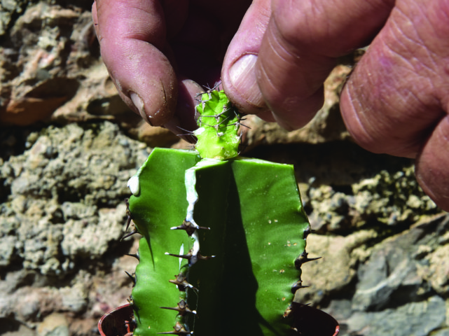 Euphorbia eritrea (porta innesto)